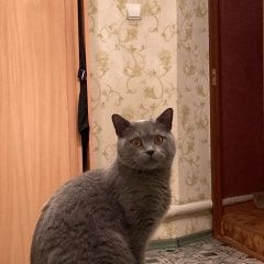 Подробнее об объявлении «Пропал кот Мичуринск» Фото: пропала кошка  «Пропал кот Мичуринск» в г. Мичуринск