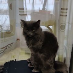 Подробнее об объявлении «Пропал кот помогите найти кота Королев» Фото: пропала кошка Норвежская лесная «Пропал кот помогите найти кота Королев» в г. Королев