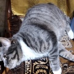 Подробнее об объявлении «Пропала кошка мася Санкт-Петербург» Фото: пропала кошка  «Пропала кошка мася Санкт-Петербург» в г. Санкт-Петербург