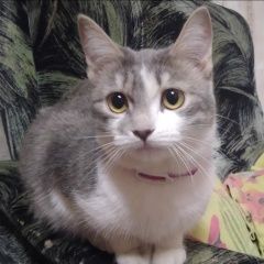 Подробнее об объявлении «Пропала кошка прошу откликнуться кто видел Первоуральск» Фото: пропала кошка  «Пропала кошка прошу откликнуться кто видел...» в г. Первоуральск