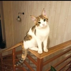 Подробнее об объявлении «Пропала кошка с участка 1 июля Щелково» Фото: пропала кошка  «Пропала кошка с участка 1 июля Щелково» в г. Щелково