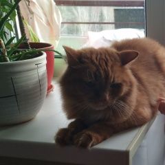 Подробнее об объявлении «Пропал кот рыжий кот в южном районе Новоуральск» Фото: пропала кошка  «Пропал кот рыжий кот в южном районе Новоуральск» в г. Новоуральск