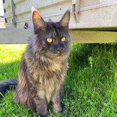 Подробнее об объявлении «Пропал кот мейн-кун Томск» Фото: пропала кошка Мейн-кун «Пропал кот мейн-кун Томск» в г. Томск