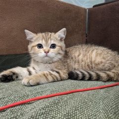 Подробнее об объявлении «Пропала кошка котенок Люберцы» Фото: пропала кошка  «Пропала кошка котенок Люберцы» в г. Люберцы