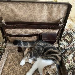 Подробнее об объявлении «Пропала кошка Тучково» Фото: пропала кошка  «Пропала кошка Тучково» в г. Тучково