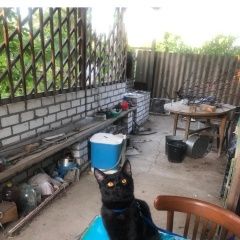 Подробнее об объявлении «Волгоград Пропал кот» Фото: пропала кошка  «Волгоград Пропал кот» в г. Волгоград