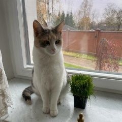 Подробнее об объявлении «Пропала кошка Балашиха» Фото: пропала кошка  «Пропала кошка Балашиха» в г. Балашиха