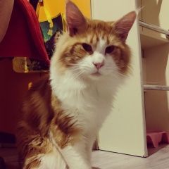 Подробнее об объявлении «Пропал кот леха Екатеринбург» Фото: пропала кошка Мейн-кун «Пропал кот леха Екатеринбург» в г. Екатеринбург