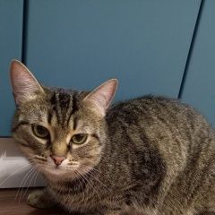 Подробнее об объявлении «Пропал кот 5 лет. зовут маркиз Челябинск» Фото: пропала кошка  «Пропал кот 5 лет. зовут маркиз Челябинск» в г. Челябинск