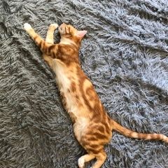 Подробнее об объявлении «Пропал кот в новокосино рыжий кот Реутов» Фото: пропала кошка  «Пропал кот в новокосино рыжий кот Реутов» в г. Реутов