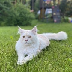 Подробнее об объявлении «Истра Пропал кот мейн-кун» Фото: пропала кошка Мейн-кун «Истра Пропал кот мейн-кун» в г. Истра