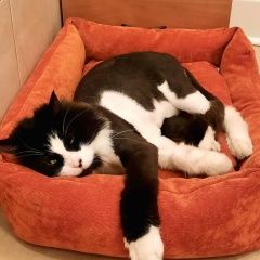 Подробнее об объявлении «Пропал кот Сертолово» Фото: пропала кошка Персидская кошка «Пропал кот Сертолово» в г. Сертолово