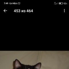 Подробнее об объявлении «Пропал кот британец по кличке руфус в снт ри Набережные Челны» Фото: пропала кошка Британская длинношерстная кошка «Пропал кот британец по кличке руфус в снт ри...» в г. Набережные Челны