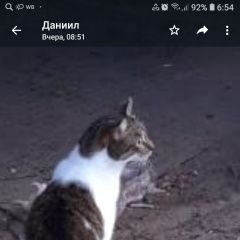 Подробнее об объявлении «Пропала кошка Строитель» Фото: пропала кошка  «Пропала кошка Строитель» в г. Строитель