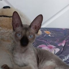 Подробнее об объявлении «Пропала кошка Светлогорск» Фото: пропала кошка Сфинкс «Пропала кошка Светлогорск» в г. Светлогорск