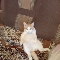 Подробнее об объявлении «Пропал кот Саранск» Фото: пропала кошка  «Пропал кот Саранск» в г. Саранск