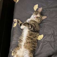 Подробнее об объявлении «Пропала кошка любимая кошка Приозерск» Фото: пропала кошка  «Пропала кошка любимая кошка Приозерск» в г. Приозерск