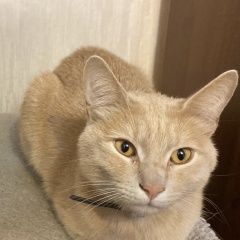 Подробнее об объявлении «Пропала кошка кот Владикавказ» Фото: пропала кошка  «Пропала кошка кот Владикавказ» в г. Владикавказ