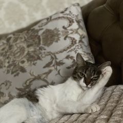 Подробнее об объявлении «Пропала кошка снт мечта Черноголовка» Фото: пропала кошка  «Пропала кошка снт мечта Черноголовка» в г. Черноголовка