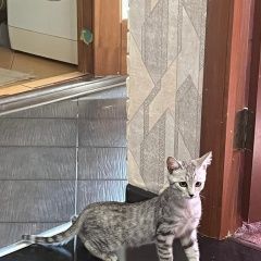 Подробнее об объявлении «Пропала кошка кошечка 4 месяца серо-белая Железнодорожный (Московск.)» Фото: пропала кошка  «Пропала кошка кошечка 4 месяца серо-белая...» в г. Железнодорожный (Московск.)