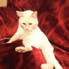 Подробнее об объявлении «Пропал кот Мытищи» Фото: пропала кошка  «Пропал кот Мытищи» в г. Мытищи