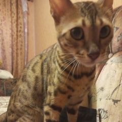 Подробнее об объявлении «Пропала кошка по клички кеси Домодедово» Фото: пропала кошка Бенгальская кошка «Пропала кошка по клички кеси Домодедово» в г. Домодедово