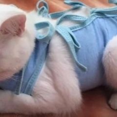 Подробнее об объявлении «Нижний Новгород Пропала кошка» Фото: пропала кошка  «Нижний Новгород Пропала кошка» в г. Нижний Новгород