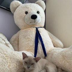 Подробнее об объявлении «Пропал кот бежевый кот (бурманский лиловый) Петушки» Фото: пропала кошка Бурманская короткошерстная «Пропал кот бежевый кот (бурманский лиловый)...» в г. Петушки