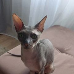 Подробнее об объявлении «Пропал кот Петрозаводск» Фото: пропала кошка Донской сфинкс «Пропал кот Петрозаводск» в г. Петрозаводск