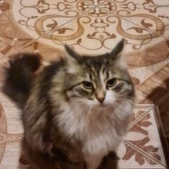 Подробнее об объявлении «Пропала кошка муся Медведево» Фото: пропала кошка  «Пропала кошка муся Медведево» в г. Медведево