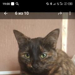 Подробнее об объявлении «Пропала кошка кошечка 3 года Красногорск» Фото: пропала кошка  «Пропала кошка кошечка 3 года Красногорск» в г. Красногорск
