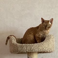 Подробнее об объявлении «Пропал кот Малоярославец» Фото: пропала кошка Девон-рекс «Пропал кот Малоярославец» в г. Малоярославец