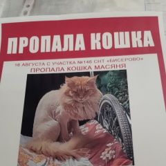 Подробнее об объявлении «Пропала кошка деревня бисерово Старая Купавна» Фото: пропала кошка Мейн-кун «Пропала кошка деревня бисерово Старая Купавна» в г. Старая Купавна