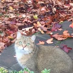 Подробнее об объявлении «Одинцово Пропал кот британец, кличка брюс, немчиновка» Фото: пропала кошка Британская короткошерстная кошка «Одинцово Пропал кот британец, кличка брюс,...» в г. Одинцово