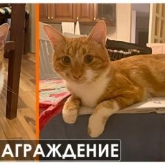 Подробнее об объявлении «Пропал кот в московском районе Санкт-Петербург» Фото: пропала кошка  «Пропал кот в московском районе Санкт-Петербург» в г. Санкт-Петербург