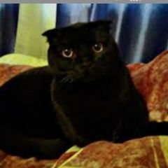 Подробнее об объявлении «Пропала кошка Рязань» Фото: пропала кошка Британская длинношерстная кошка «Пропала кошка Рязань» в г. Рязань