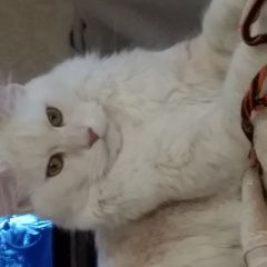 Подробнее об объявлении «Пропал кот Ангарск» Фото: пропала кошка Мейн-кун «Пропал кот Ангарск» в г. Ангарск