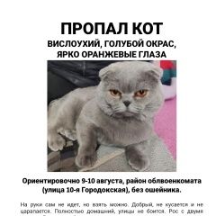 Подробнее об объявлении «Пропал кот. голубой окрас, оранжевые глаза. Витебск» Фото: пропала кошка  «Пропал кот. голубой окрас, оранжевые глаза....» в г. Витебск