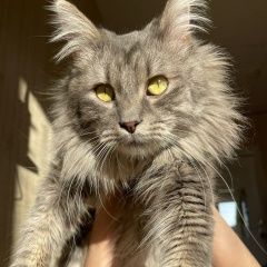 Подробнее об объявлении «Пропал кот Новочебоксарск» Фото: пропала кошка Мейн-кун «Пропал кот Новочебоксарск» в г. Новочебоксарск