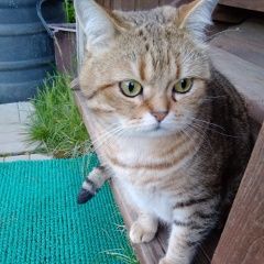Подробнее об объявлении «Пропал кот любимый кот Талдом» Фото: пропала кошка Британская короткошерстная кошка «Пропал кот любимый кот Талдом» в г. Талдом
