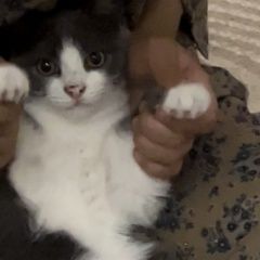 Подробнее об объявлении «Минусинск Пропала кошка коша 2000р вознаграждение» Фото: пропала кошка  «Минусинск Пропала кошка коша 2000р вознаграждение» в г. Минусинск