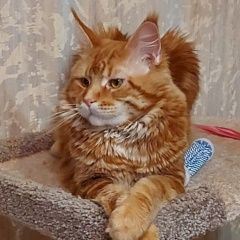 Подробнее об объявлении «Пропала кошка кот Нижний Тагил» Фото: пропала кошка  «Пропала кошка кот Нижний Тагил» в г. Нижний Тагил