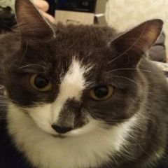Подробнее об объявлении «Пропал кот Тюмень» Фото: пропала кошка  «Пропал кот Тюмень» в г. Тюмень