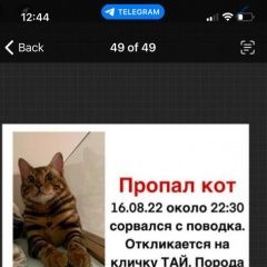 Подробнее об объявлении «Пропал кот бенгал в районе камероновской ул Пушкин» Фото: пропала кошка  «Пропал кот бенгал в районе камероновской ул Пушкин» в г. Пушкин