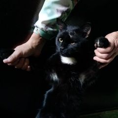 Подробнее об объявлении «Найден кот Пермь» Фото: найдена кошка  «Найден кот Пермь» в г. Пермь
