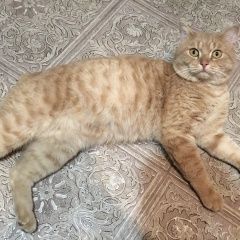 Подробнее об объявлении «Пропал кот 18 июля 2022г в снт полёт-2 Челябинск» Фото: пропала кошка  «Пропал кот 18 июля 2022г в снт полёт-2 Челябинск» в г. Челябинск