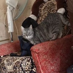 Подробнее об объявлении «Пропала кошка Владимир» Фото: пропала кошка  «Пропала кошка Владимир» в г. Владимир