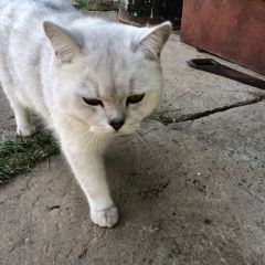 Подробнее об объявлении «Пропал кот Домодедово» Фото: пропала кошка  «Пропал кот Домодедово» в г. Домодедово