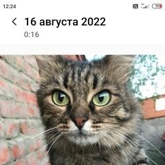 Подробнее об объявлении «Пропала кошка Коломна» Фото: пропала кошка  «Пропала кошка Коломна» в г. Коломна