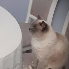 Подробнее об объявлении «Пропал кот буся Тюмень» Фото: пропала кошка  «Пропал кот буся Тюмень» в г. Тюмень